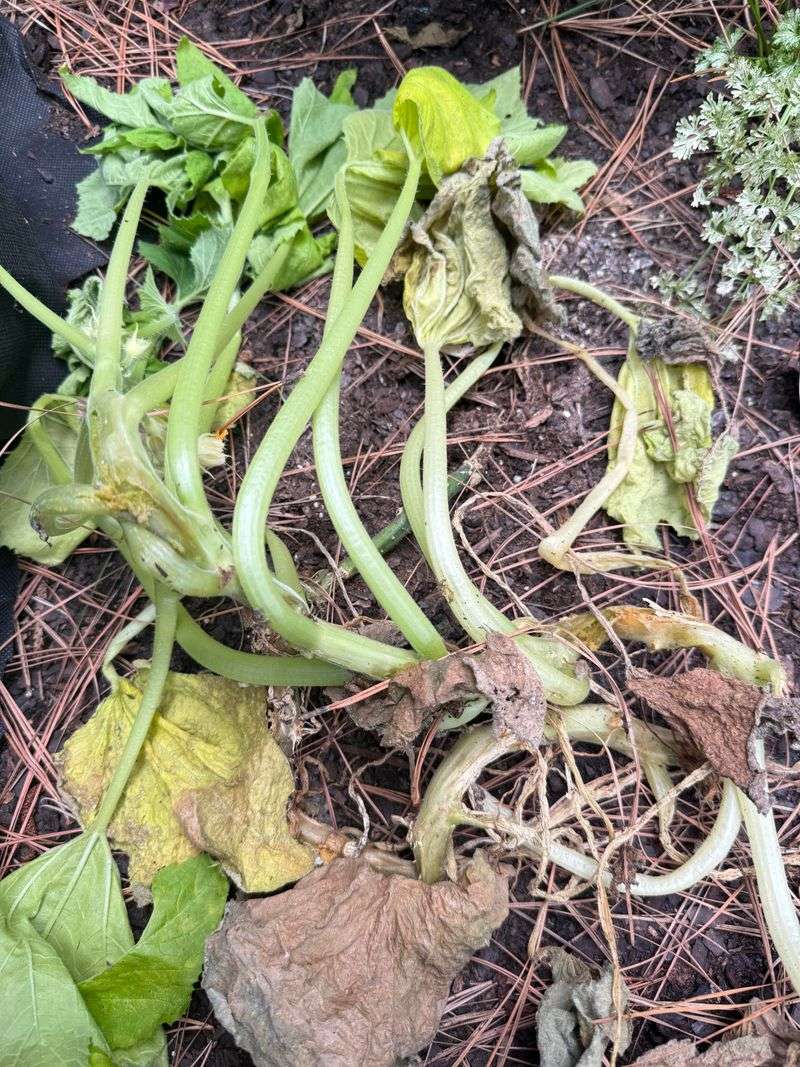 Sudden Wilting Often Starts With A Single Runner Sudden Wilting Often Starts With A Single Runner