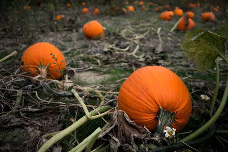 Sudden Wilting On Pumpkin Vines Signals Hidden Damage