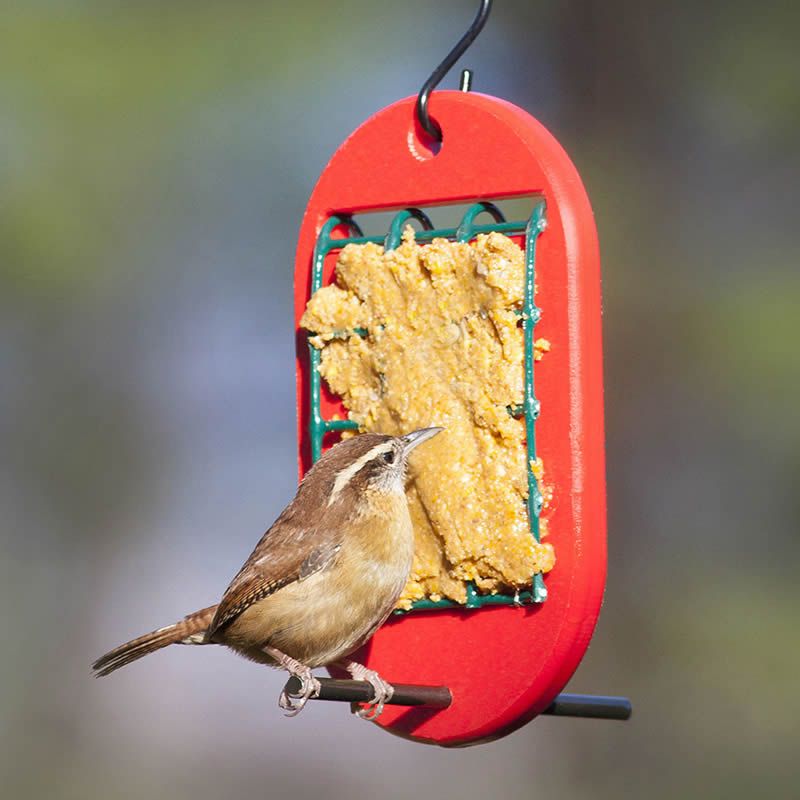 Suet Or Peanut Feeders In A Sheltered Spot