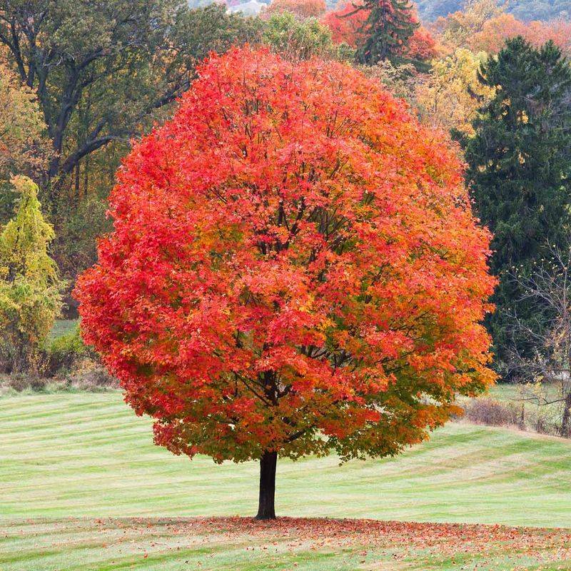 Sugar Maple Brings Long-Term Shade