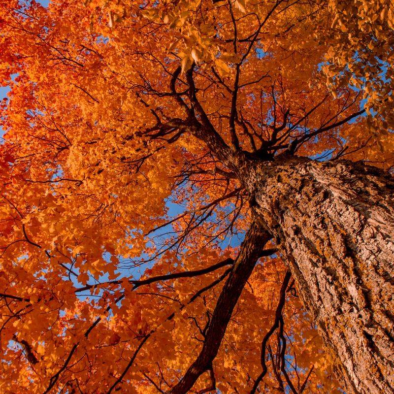 Sugar Maple Creates A Classic Michigan Fall Display Sugar Maple Creates A Classic Michigan Fall Display