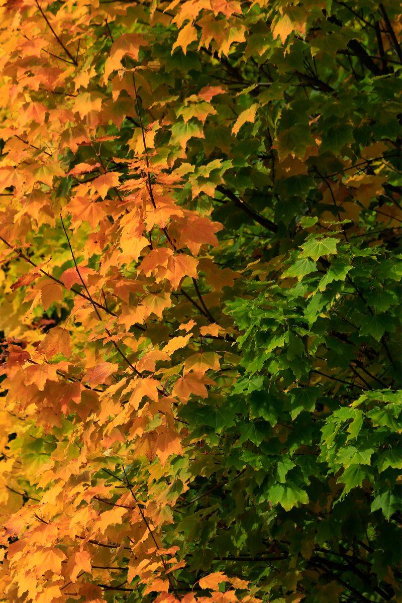 Sugar Maples Shut Down Chlorophyll Production Early Sugar Maples Shut Down Chlorophyll Production Early