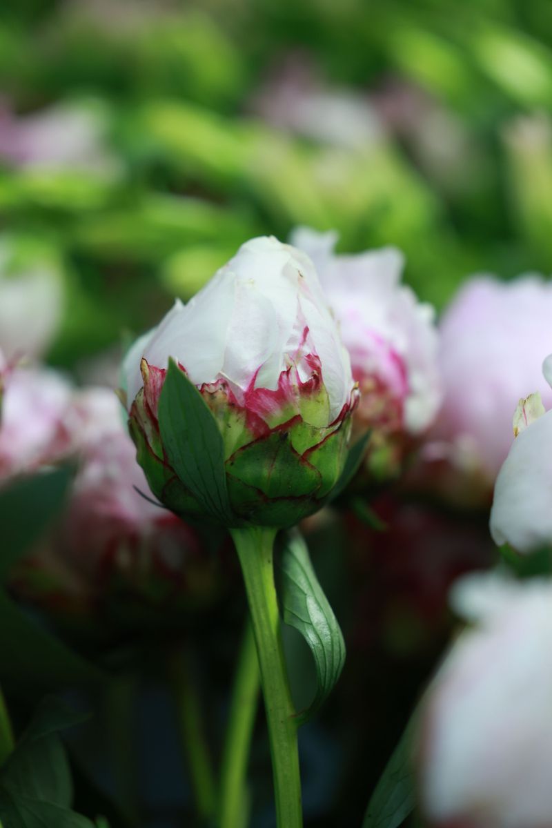 Sugar Production Peaks Before Petals Open Sugar Production Peaks Before Petals Open