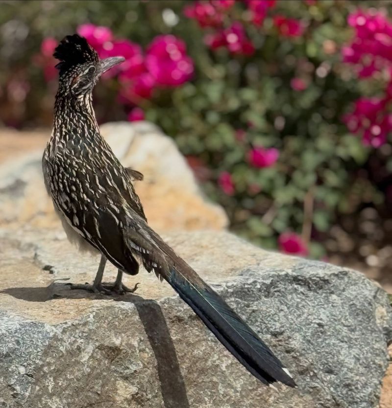 Suitable Habitat Helps Support Roadrunners Suitable Habitat Helps Support Roadrunners