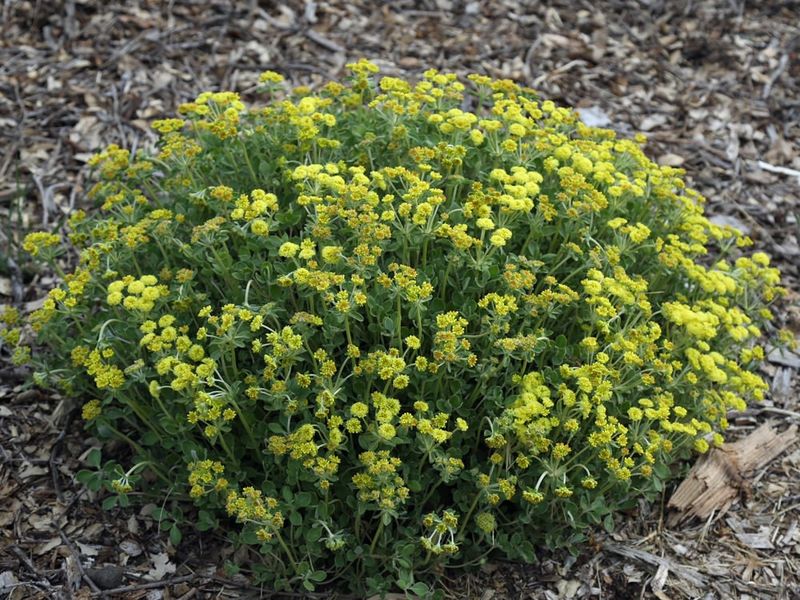Sulfur Buckwheat Blooms In Harsh Sun