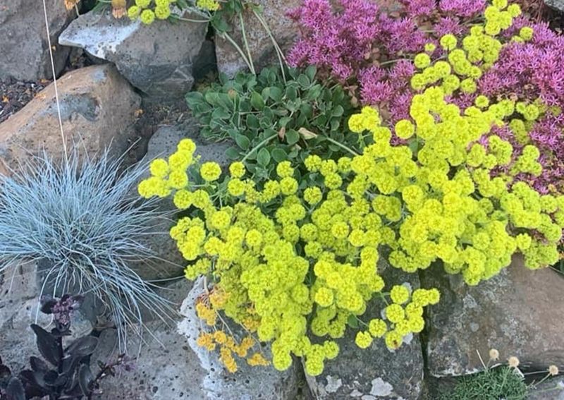 Sulphur Buckwheat