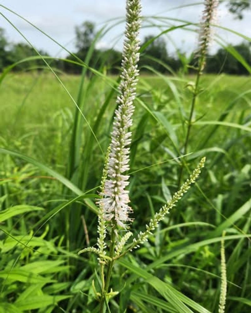 Summer Blooming Helps Fill A Seasonal Flower Gap