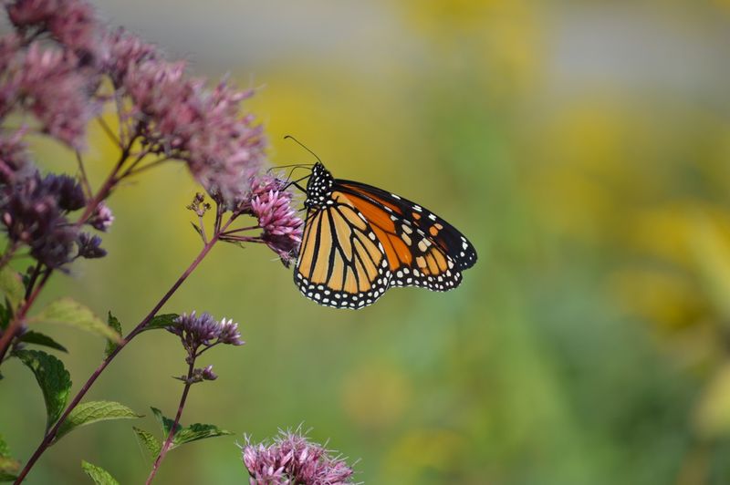 Summer Blooms Draw Busy Pollinators