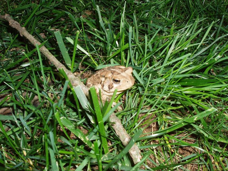 Summer Breeding Activity May Be Over Summer Breeding Activity May Be Over