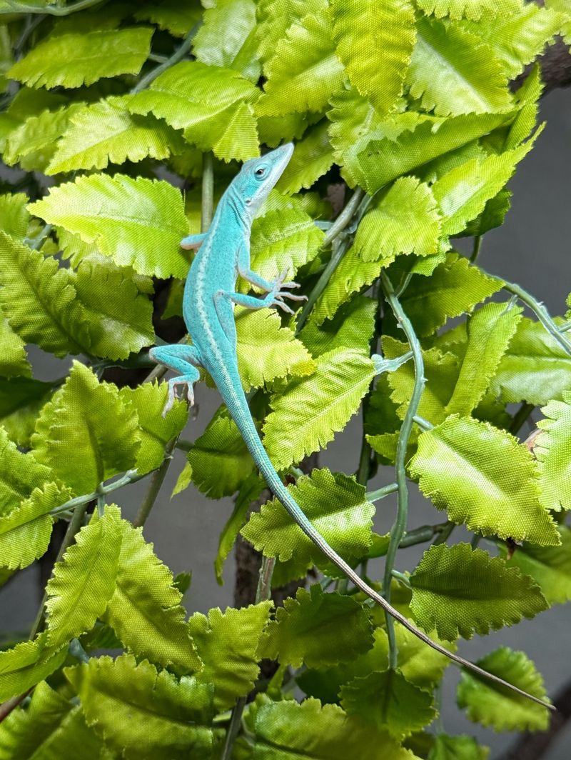 Summer Breeding Season Is Making Them Easier To Notice Summer Breeding Season Is Making Them Easier To Notice