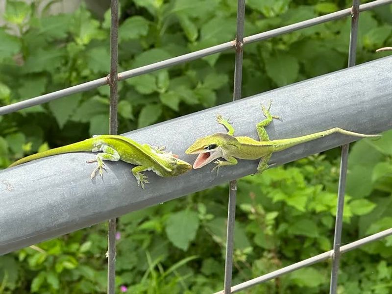 Summer Breeding Season May Increase Sightings Summer Breeding Season May Increase Sightings