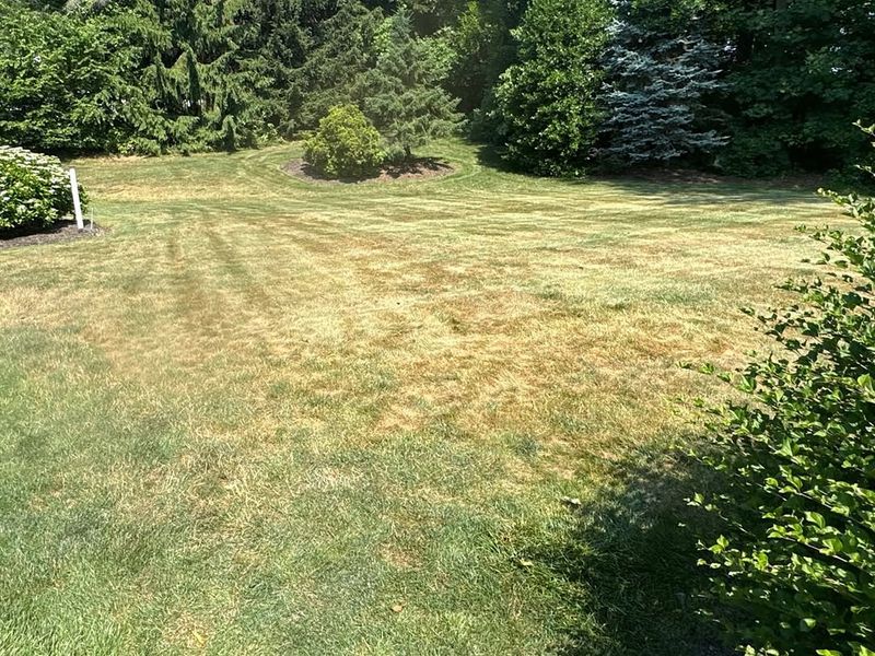 Summer Dormancy Can Reverse Quickly After Rain