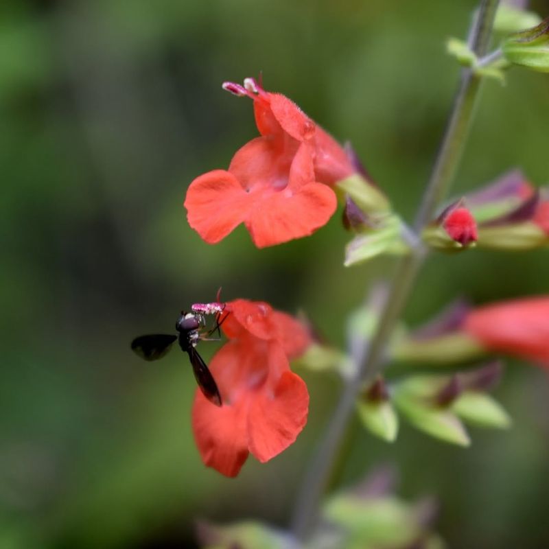 Summer Flowers Hold Strong When Pentas Fade