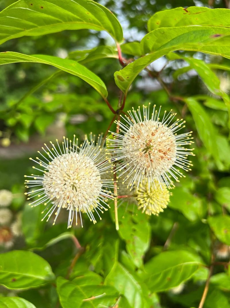 Summer Flowers Support A Wide Range Of Wildlife Summer Flowers Support A Wide Range Of Wildlife
