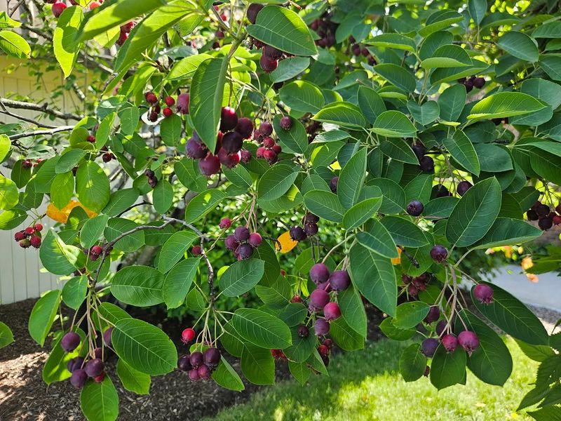 Summer Fruit Provides Another Season Of Interest Summer Fruit Provides Another Season Of Interest