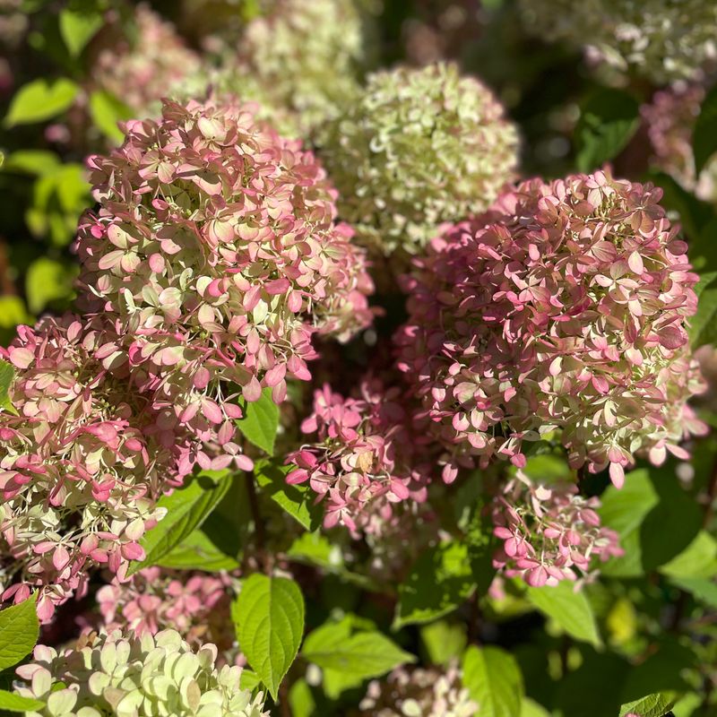 Summer Heat Can Shift Flower Color