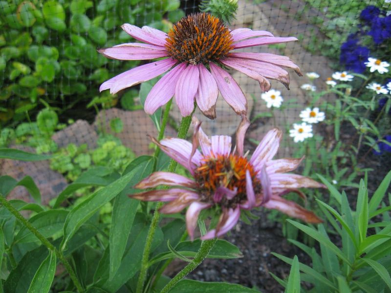 Summer Heat Can Slow Down Flowering