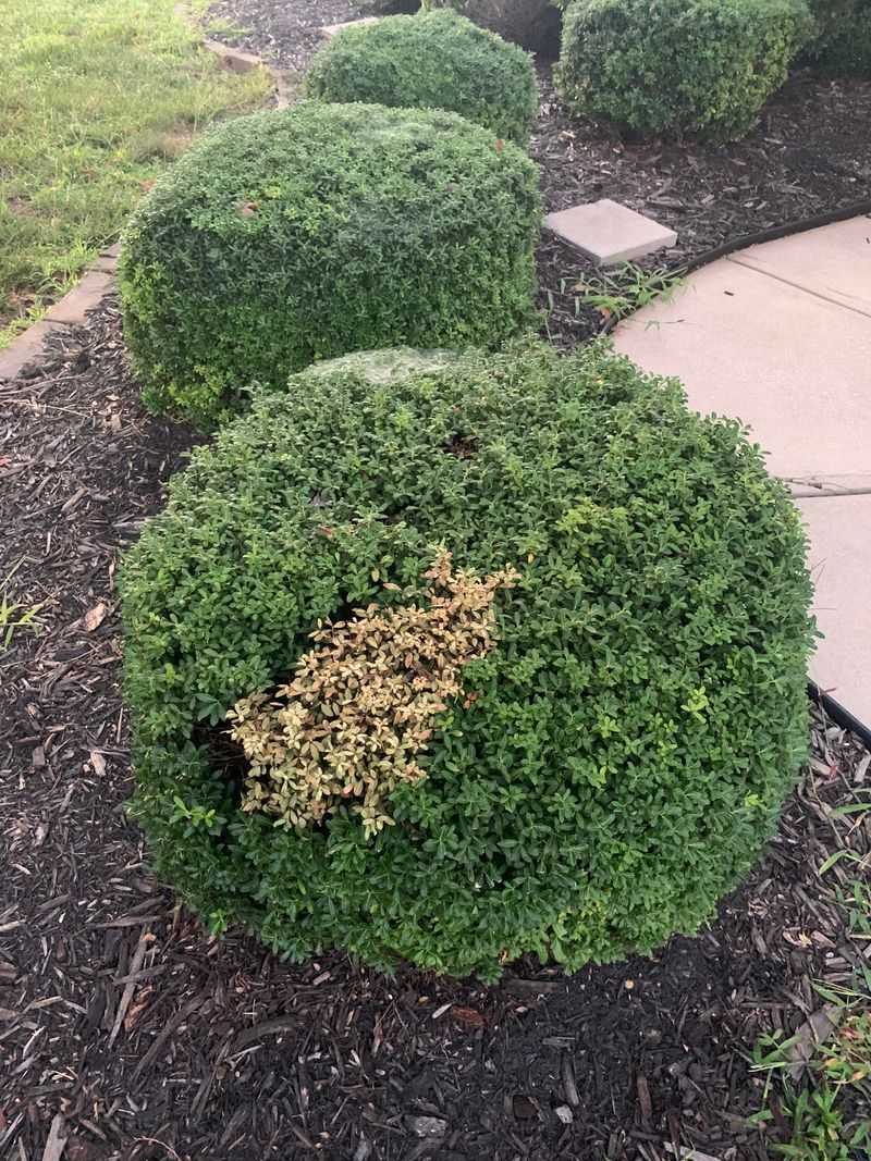 Summer Heat Exposed Weak Roots