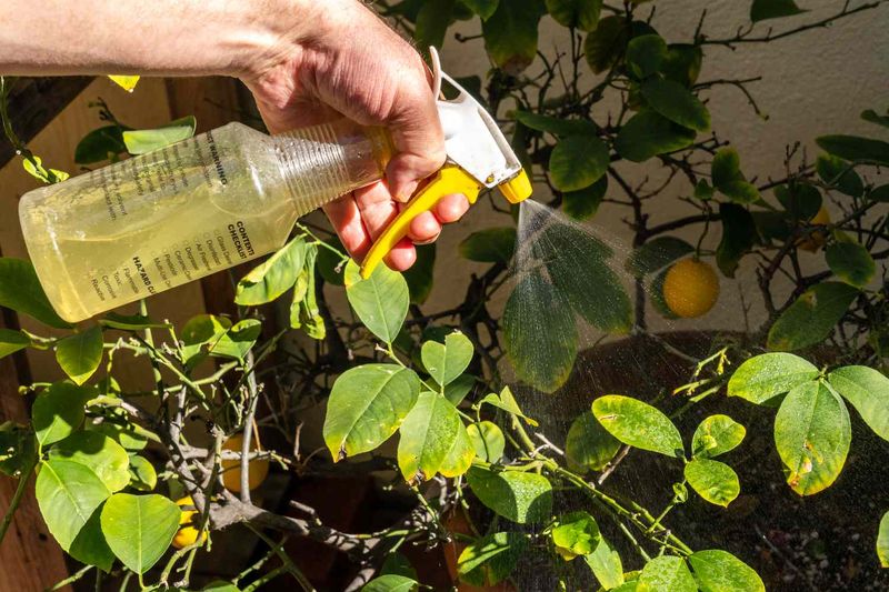 Summer Insecticides Are Eliminating Their Breeding-Season Food