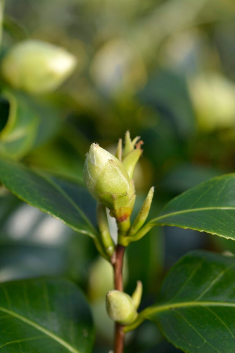 Summer Is When Future Flower Buds Develop Summer Is When Future Flower Buds Develop