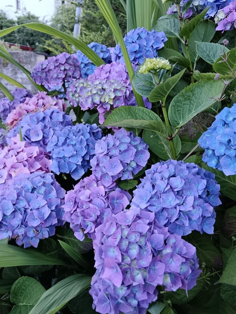 Summer Pruning Can Cost Bigleaf Hydrangea Next Year's Flowers Summer Pruning Can Cost Bigleaf Hydrangea Next Year's Flowers