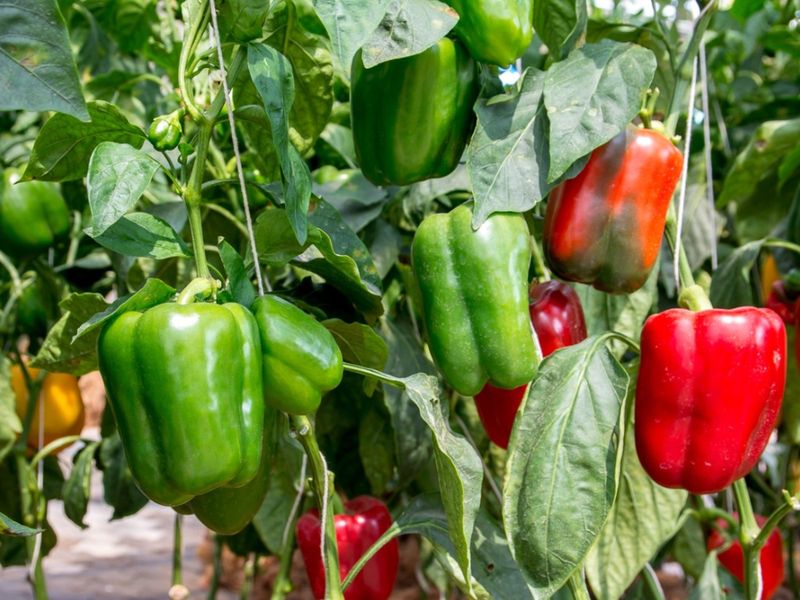 Summer Pruning Can Expose Tender Growth Summer Pruning Can Expose Tender Growth