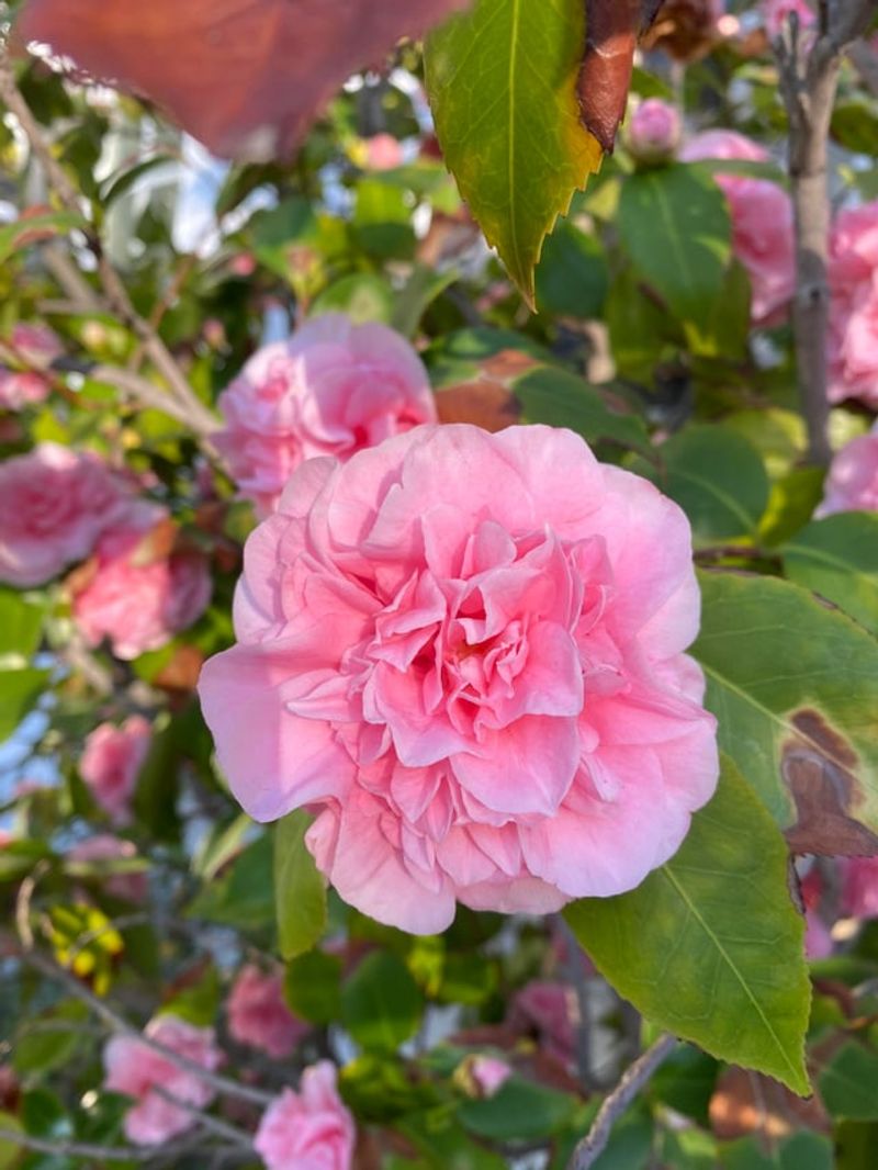Summer Pruning Can Remove Camellia Flower Buds Summer Pruning Can Remove Camellia Flower Buds