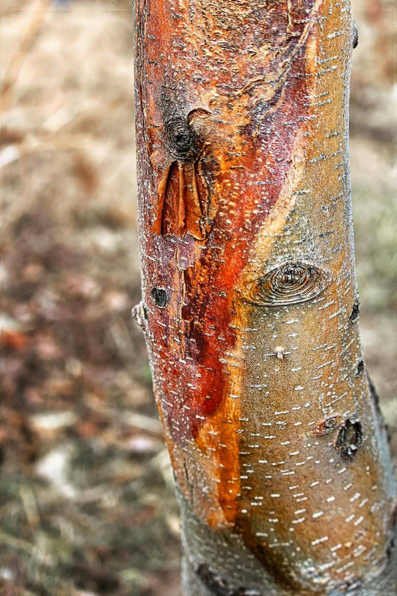 Summer Pruning Can Trigger Sunburn