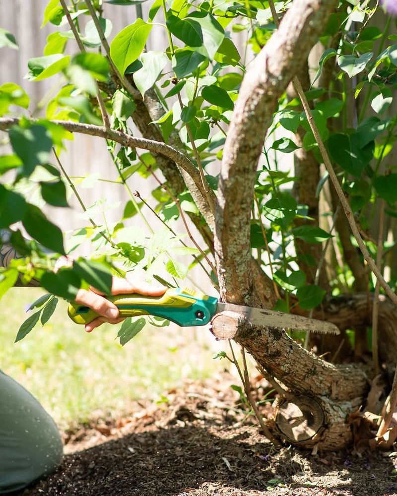 Summer Pruning Removes Healthy Leaf Canopy Summer Pruning Removes Healthy Leaf Canopy