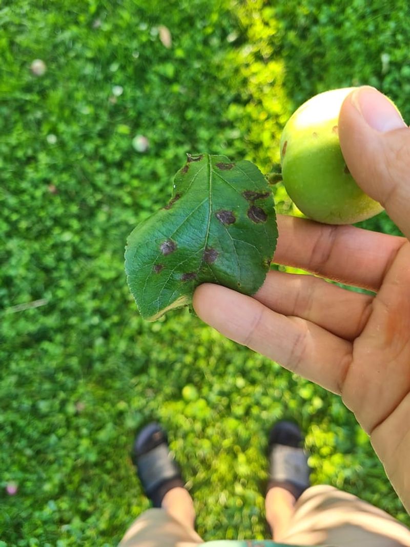 Summer Rain Can Continue Spreading Apple Scab