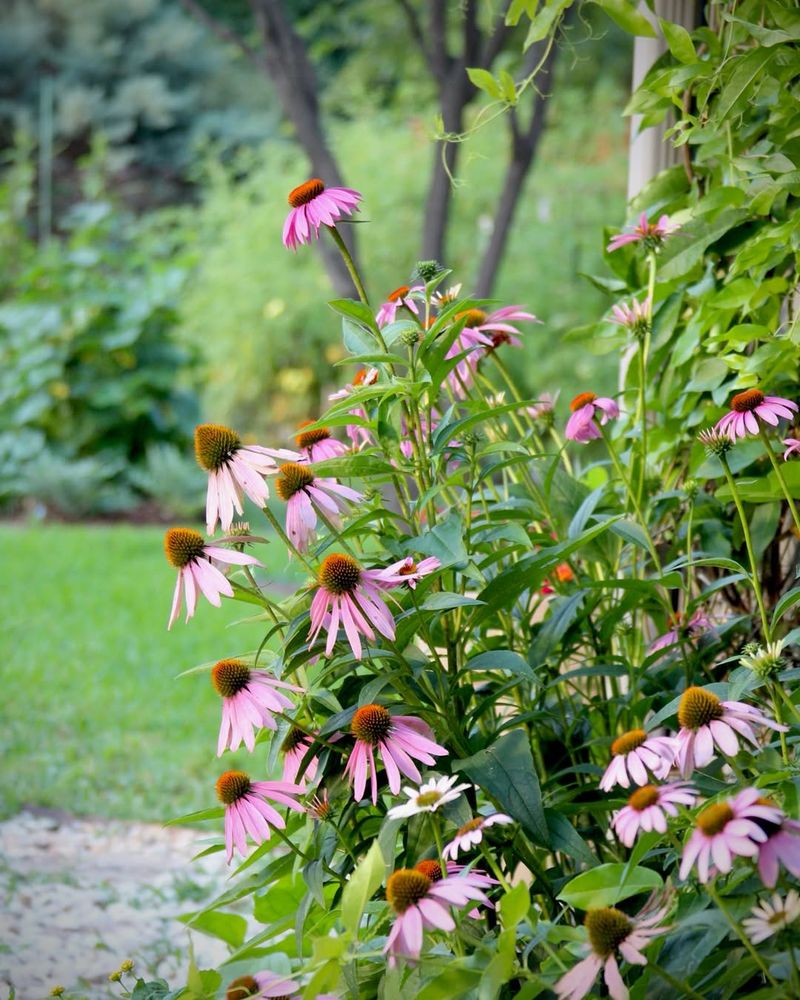 Summer Rain Often Replaces Extra Watering