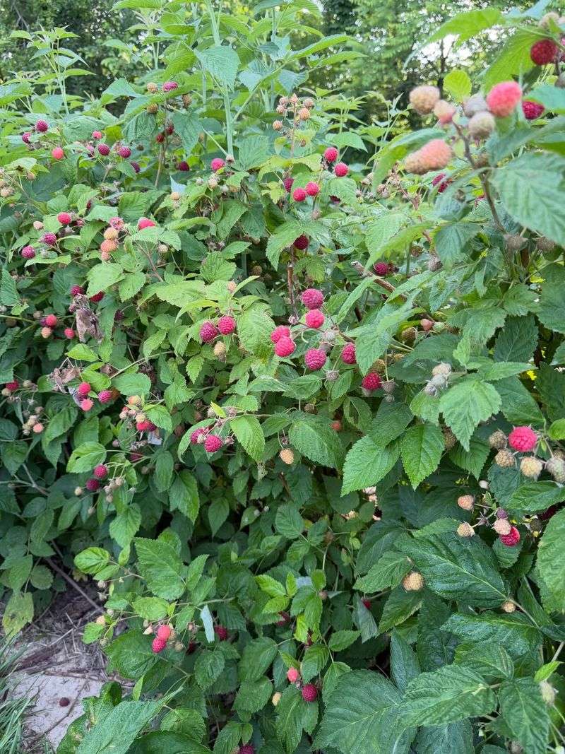 Summer Red Raspberry Needs A Head Start Summer Red Raspberry Needs A Head Start