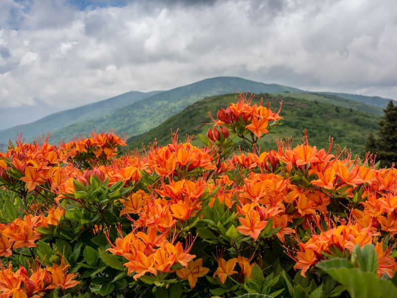 Summer Sets The Stage For Spring Flowers