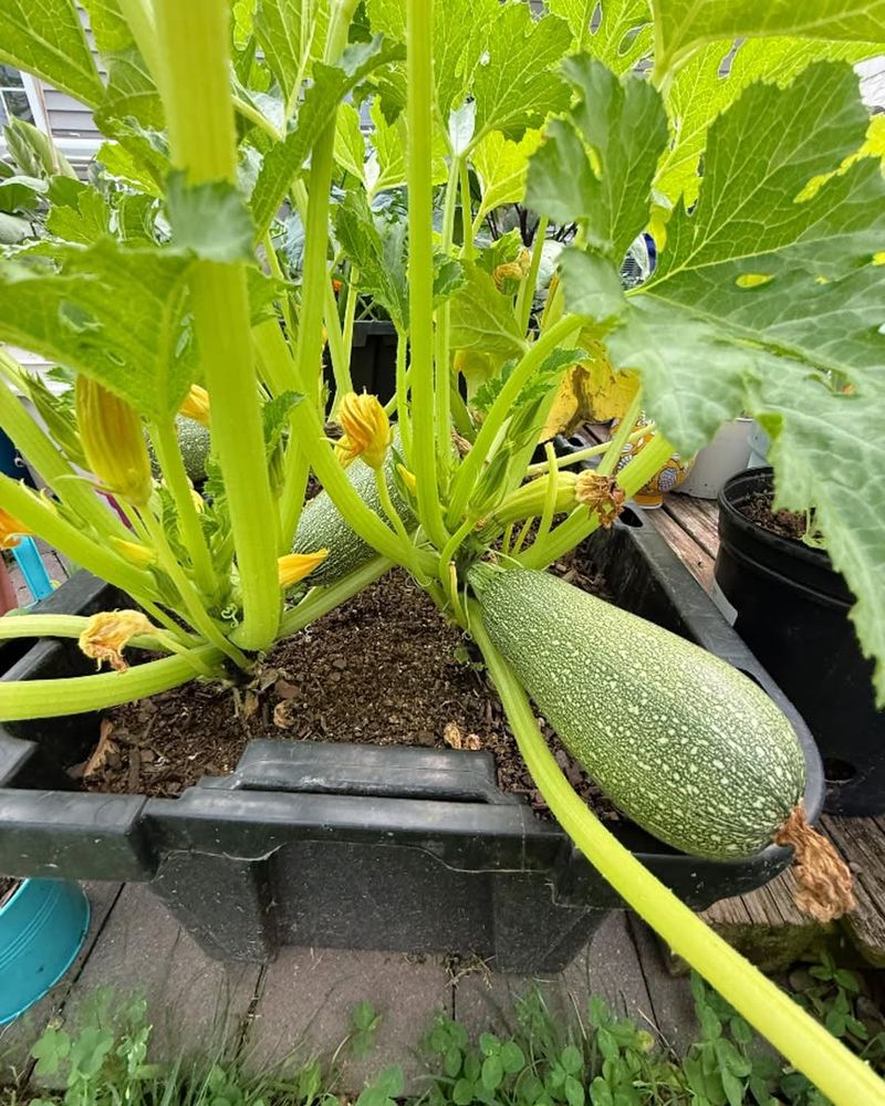 Summer Squash Summer Squash