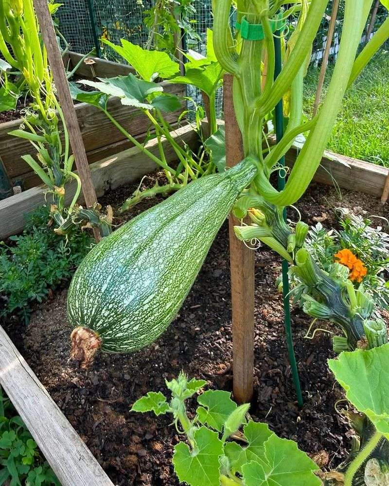 Summer Squash Grows Quickly In Warm Soil