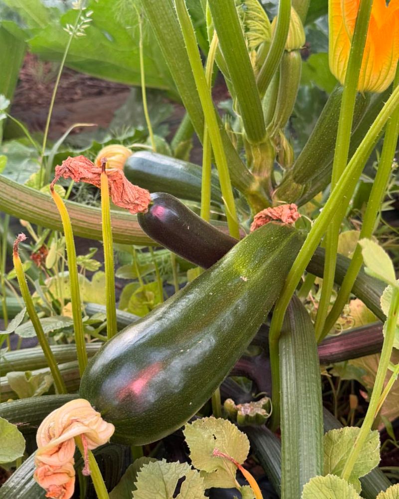 Summer Squash Still Has Time For One More Crop Summer Squash Still Has Time For One More Crop