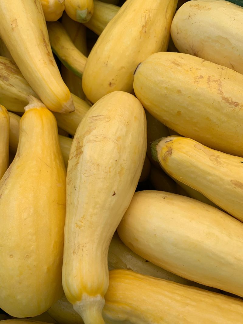 Summer Squash