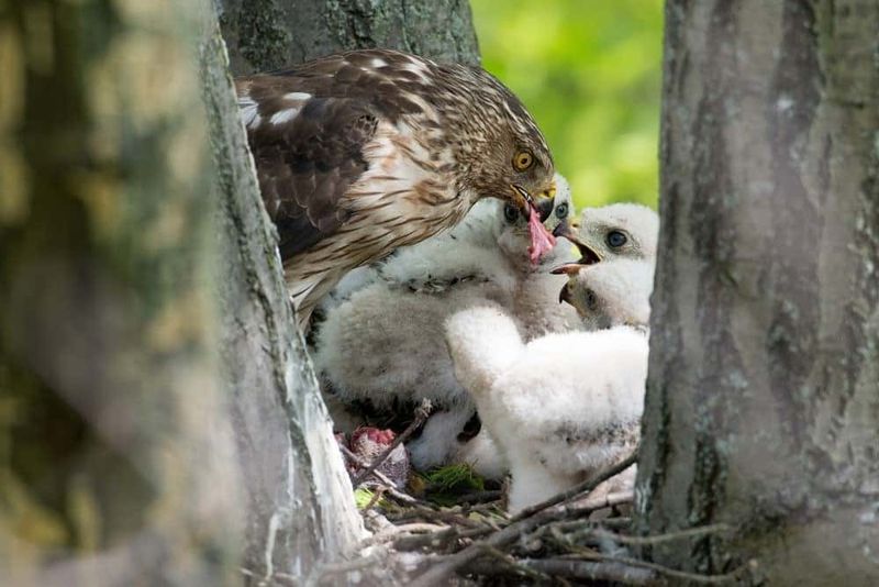 Summer Visits May Reflect Breeding Behavior