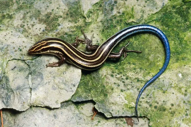Summer Warmth Has Increased Their Activity