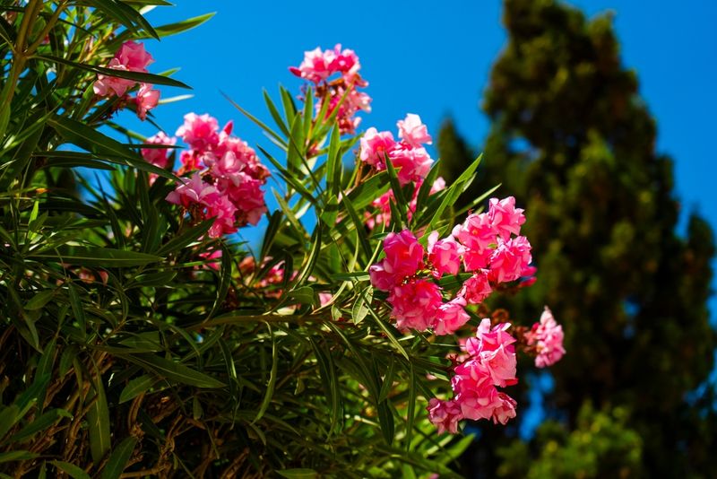 Summer Yard Time Can Increase Exposure Summer Yard Time Can Increase Exposure