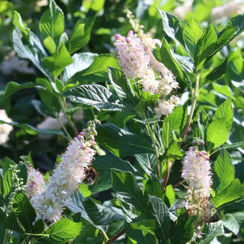 Summersweet Clethra Flowers In Humid Weather Summersweet Clethra Flowers In Humid Weather