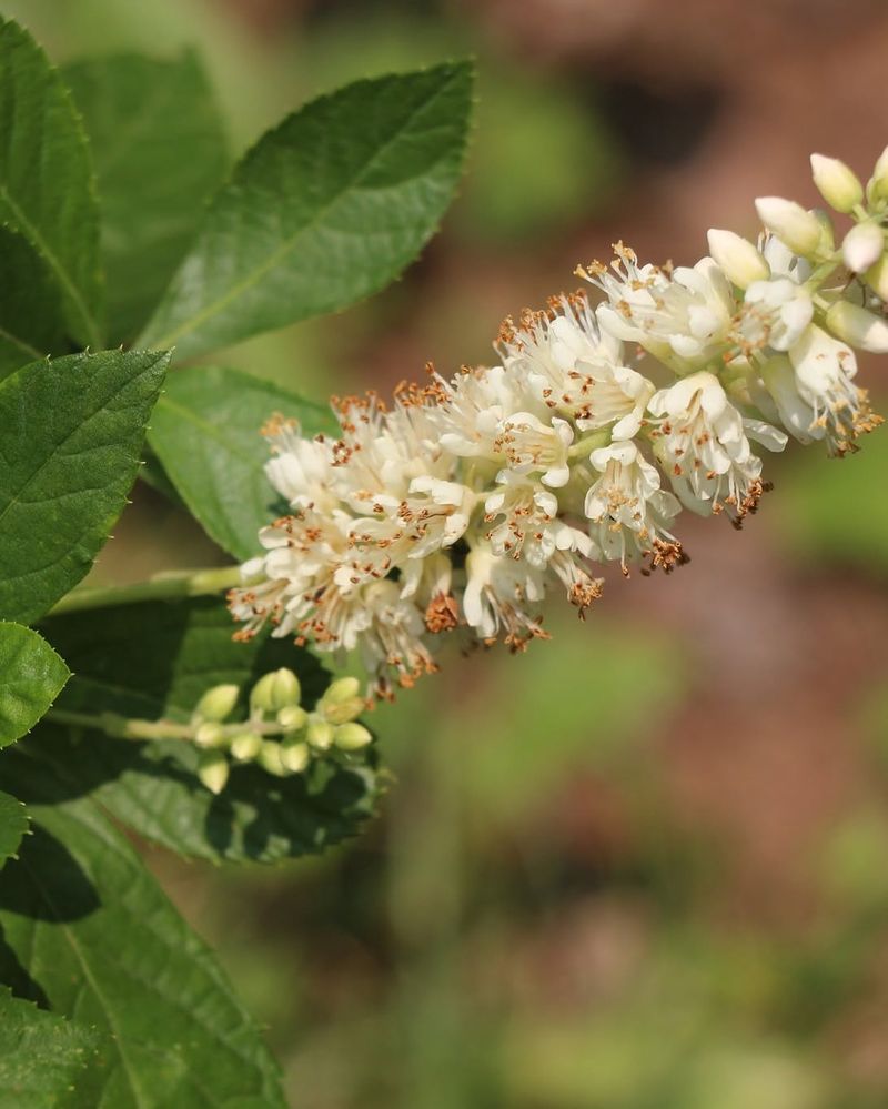 Summersweet Feeds A Wide Range Of Pollinators
