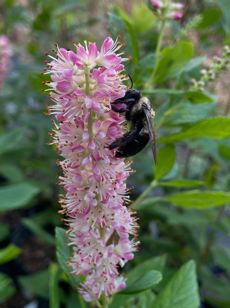 Summersweet Is The Better Native Magnet
