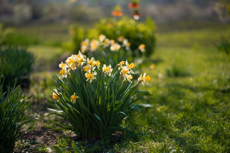 Sun Direction Determines Which Way Blooms Face Sun Direction Determines Which Way Blooms Face