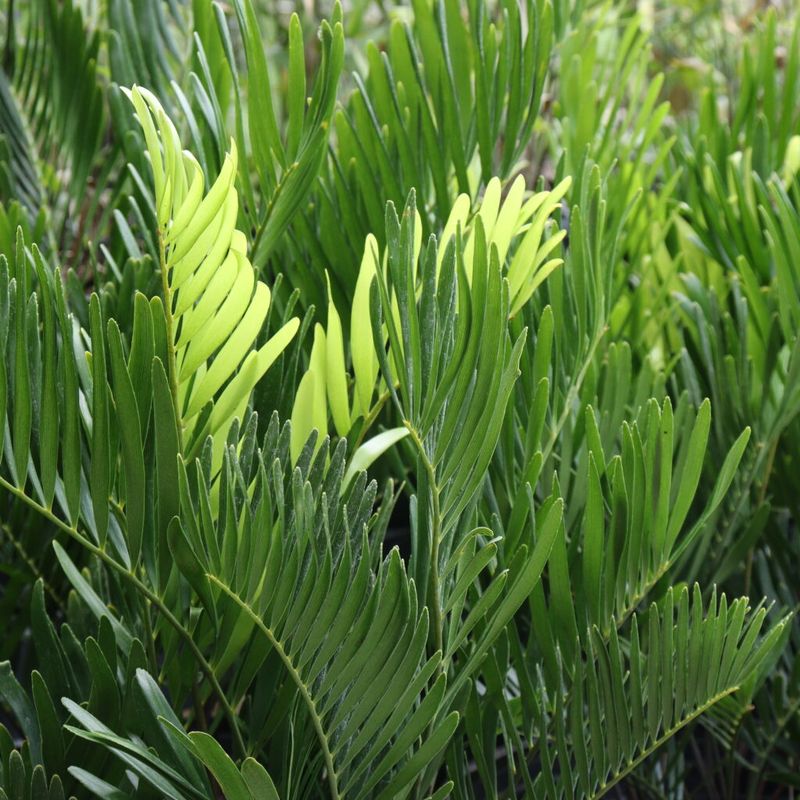 Sun Or Shade Gives Coontie More Placement Flexibility Sun Or Shade Gives Coontie More Placement Flexibility