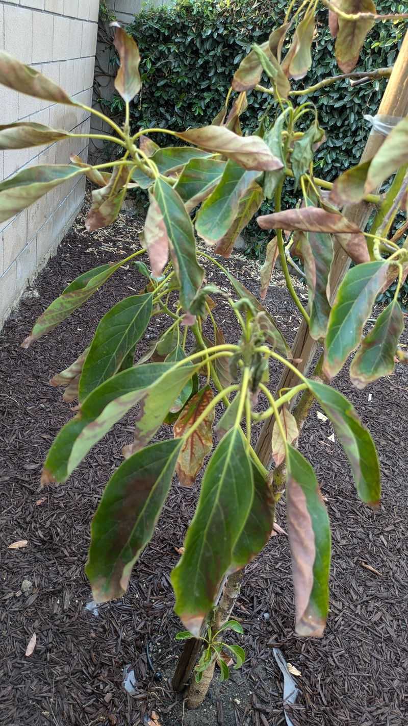 Sunburned Leaves Let Go Sunburned Leaves Let Go