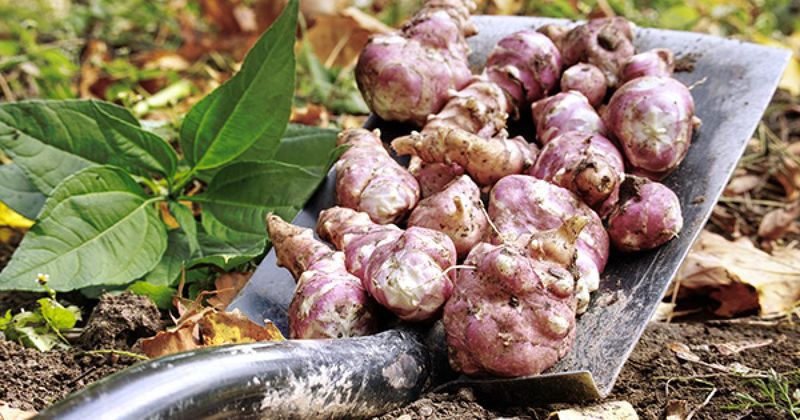Sunchoke Produces Edible Tubers In Sunny Beds