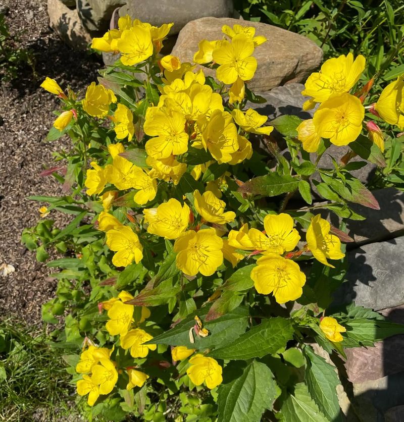 Sundrops Sundrops