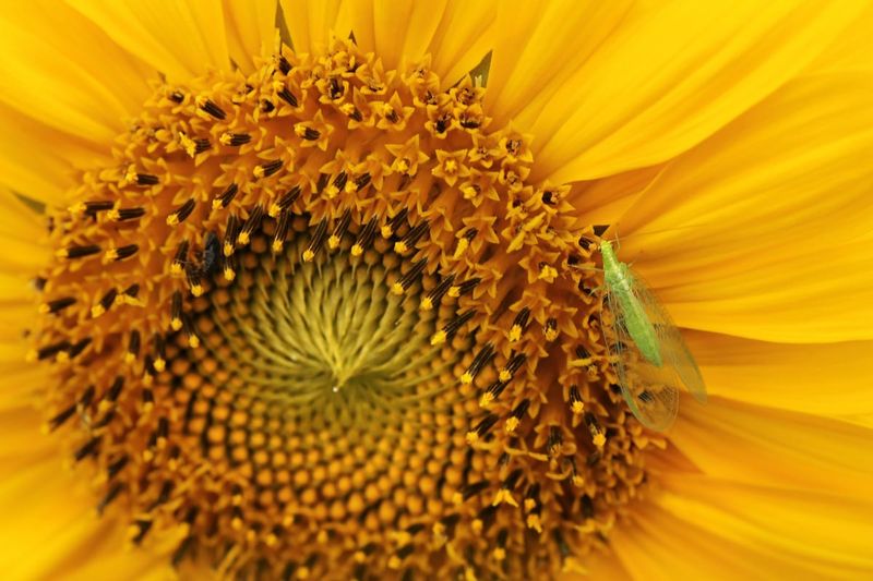 Sunflower Sunflower