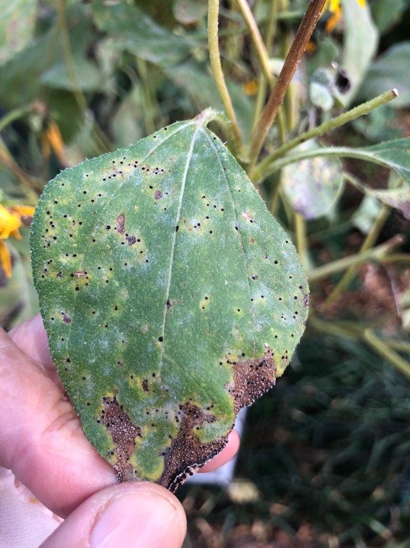 Sunflower Rust Is Beginning On Lower Leaves Sunflower Rust Is Beginning On Lower Leaves